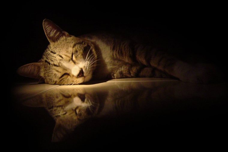 Kediler Karanlıkta mı Uyumalı?