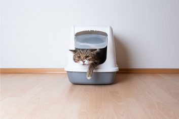 Kediler Kum Kabına Neden Yatar?