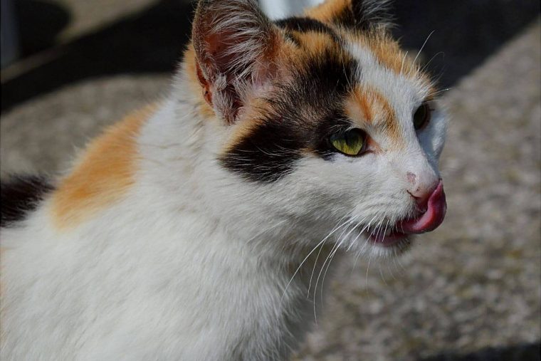 Kediler Neden Dilini Çıkarır