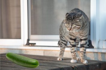 Kediler Neden Salatalıktan Korkar?