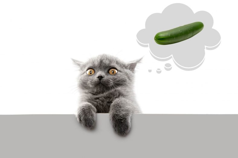 Kediler Salatalıktan Neden Korkar?