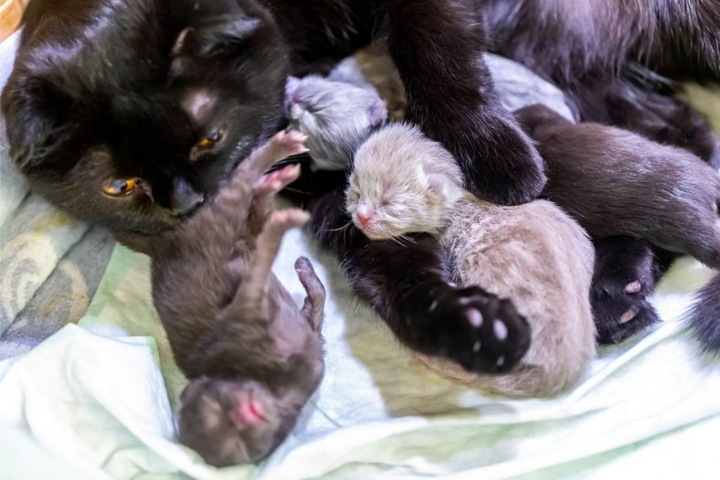 Kedilerde Doğum Belirtileri