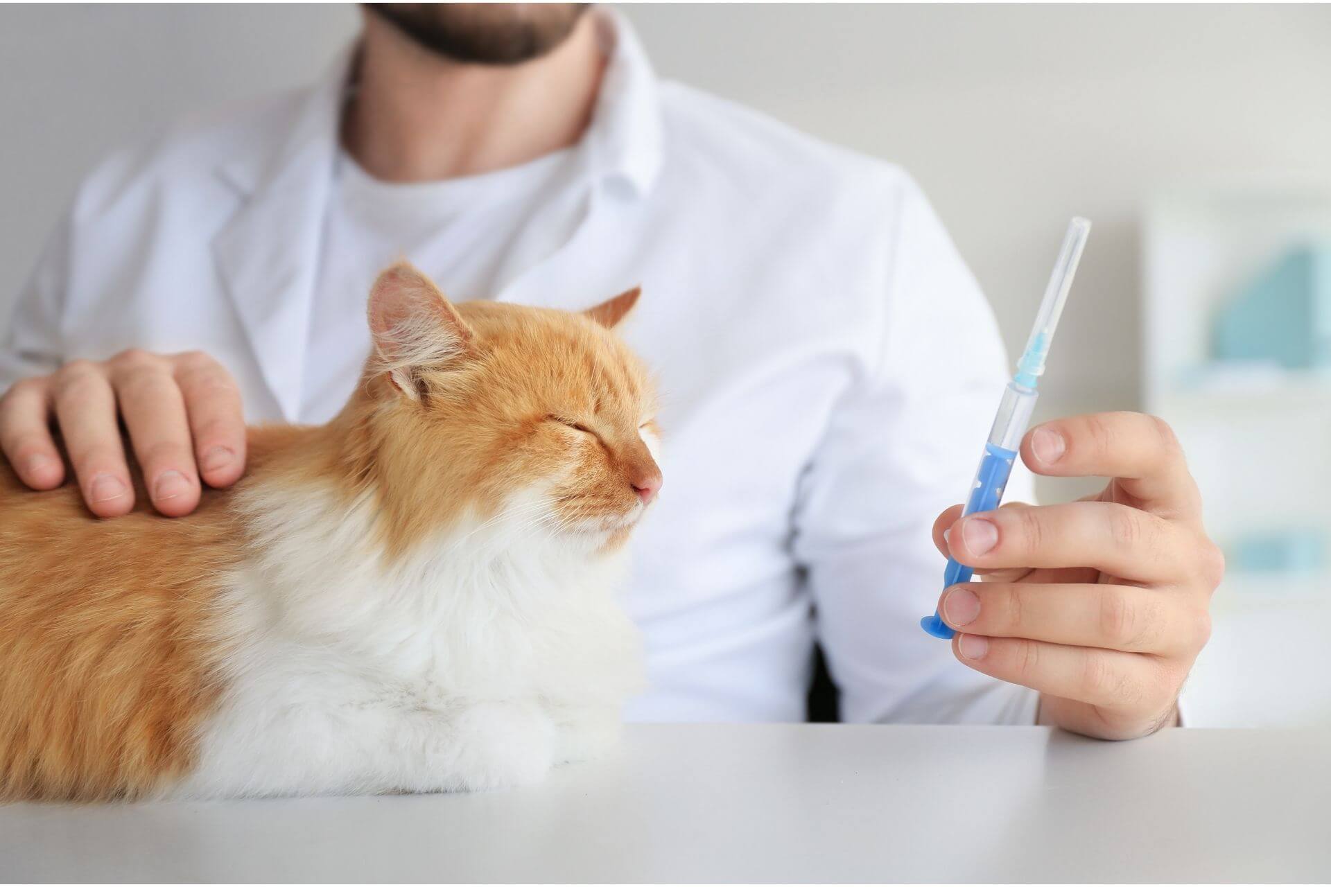 kedi karma aşı kaç doz yapılır
