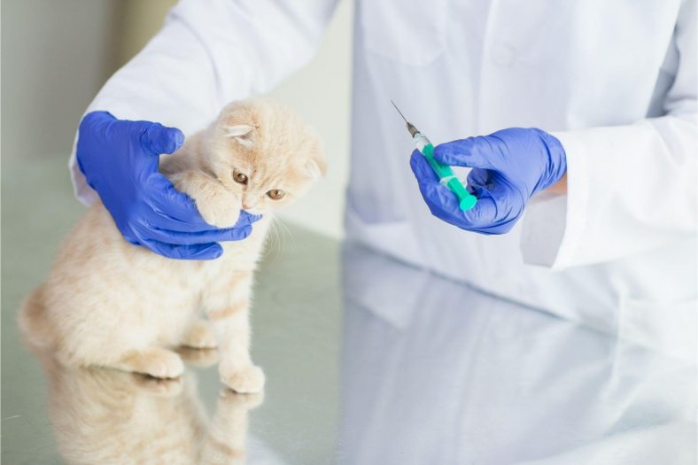 Kedilerde Karma Aşı Ne İşe Yarar?
