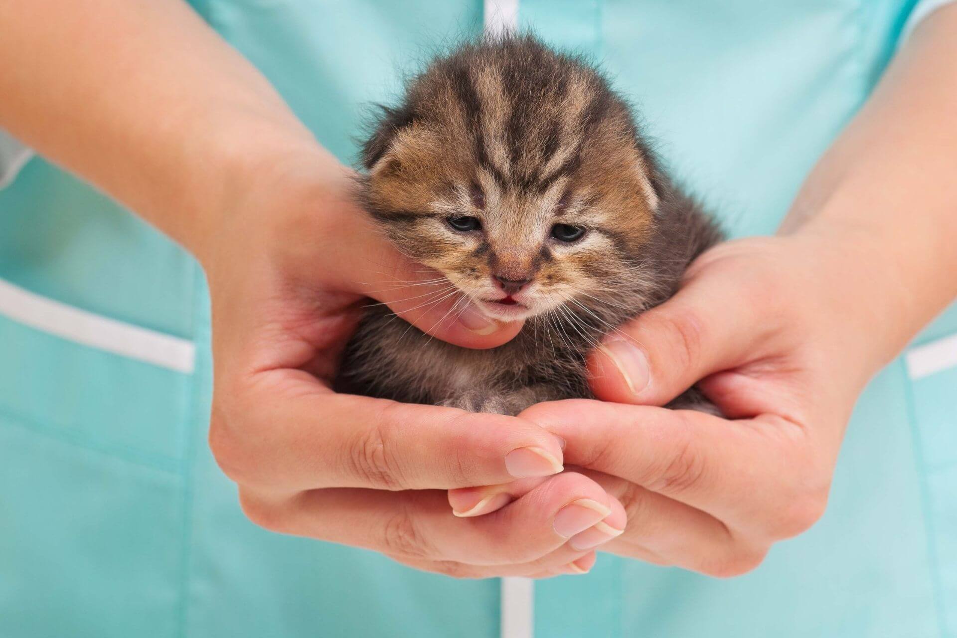 Kedilerde Karma Aşı Nedir? Ne İşe Yarar? Miyavliyo