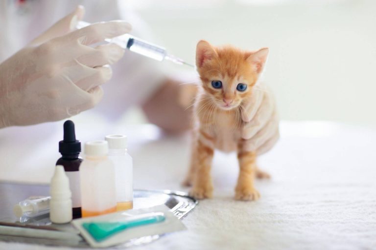 Kedi Lösemi Aşısı ve Fiyatı [2021] Miyavliyo