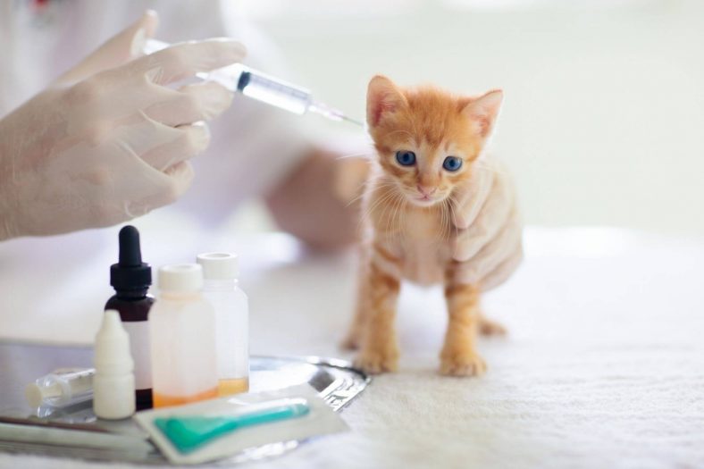 Kedilerde Lösemi Aşısı