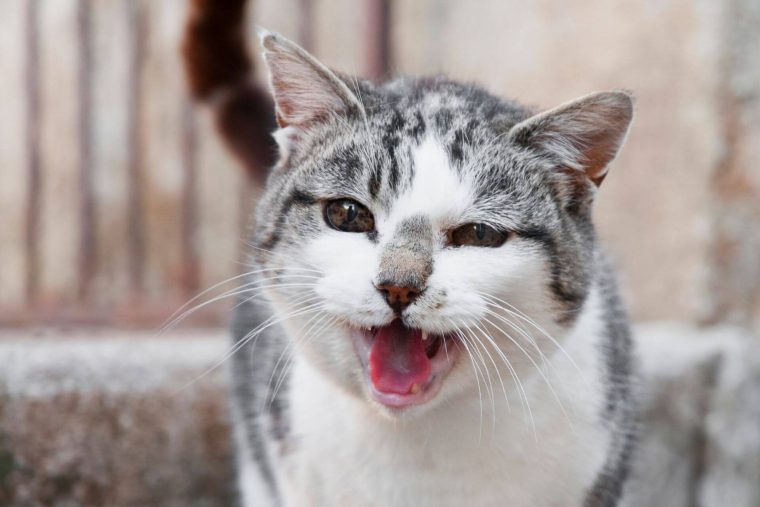 Kedilerde Ses Kısıklığının Nedenleri