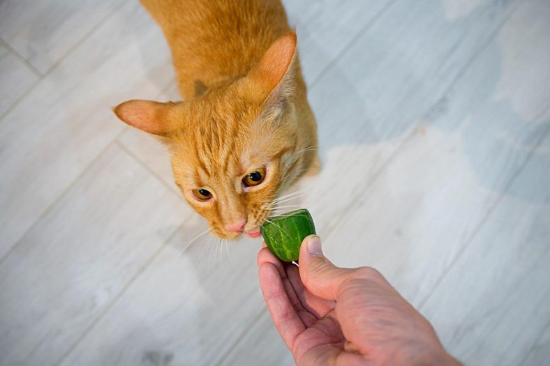 Kedilere Salatalık Nasıl Verilir?