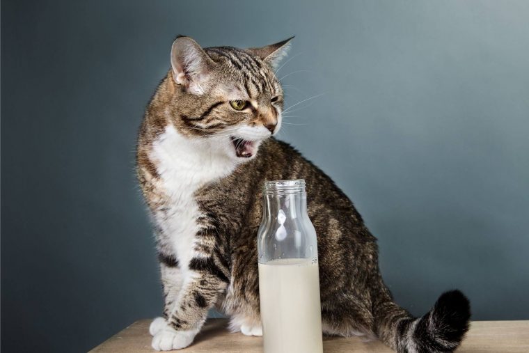 Kedilere Süt Verilir mi?