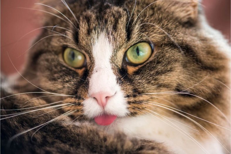Kedilerin Dilini Dışarı Çıkarma Nedenleri
