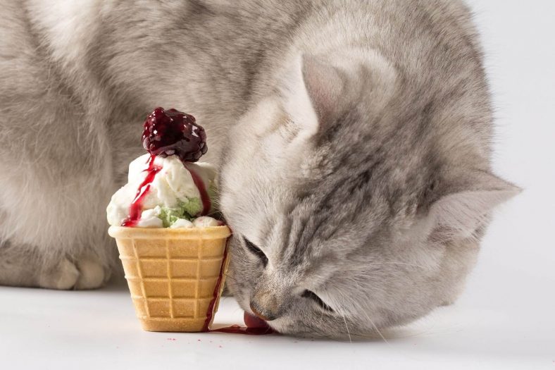 Kedilerin Dondurma Yemesi Zararlı mı?