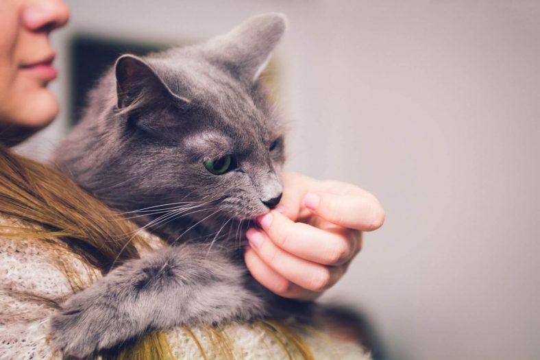 Kediler Neden Saç Yalar? Miyavliyo
