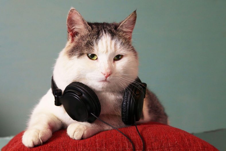 Kedilerin Sevmediği Sesler Nelerdir? Miyavliyo