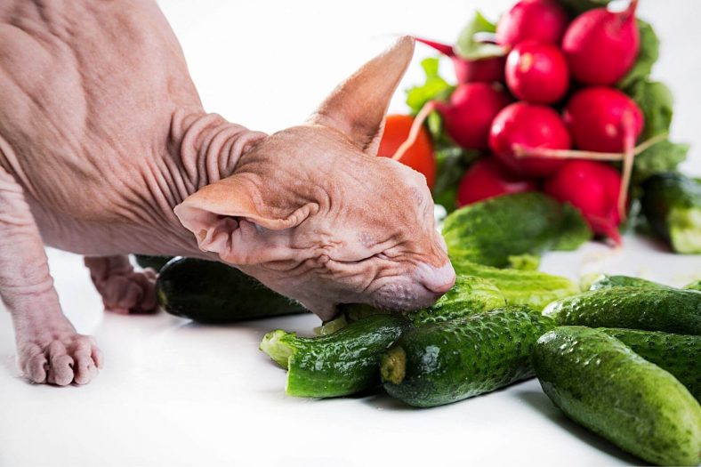 Salatalığın Kedinize Yararları Nelerdir?