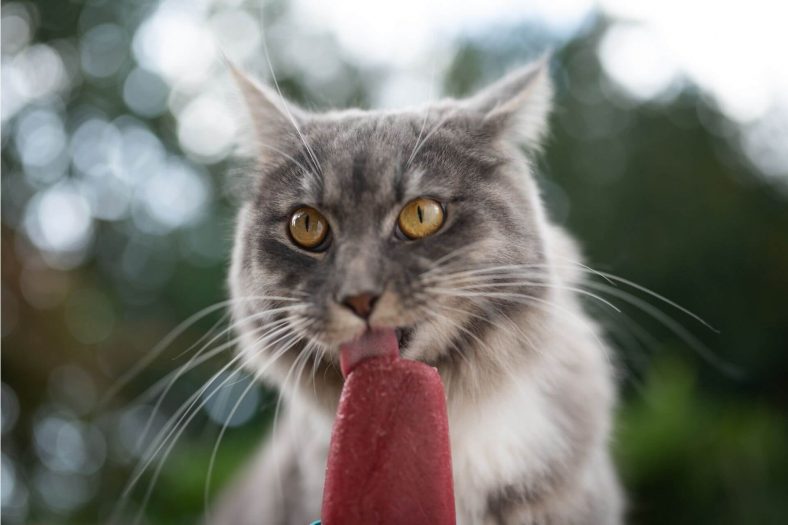 Yavru Kediler Dondurma Yiyebilir mi?