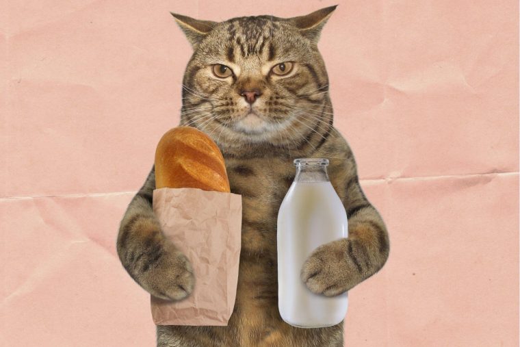 Kediler Ekmek Yer mi?