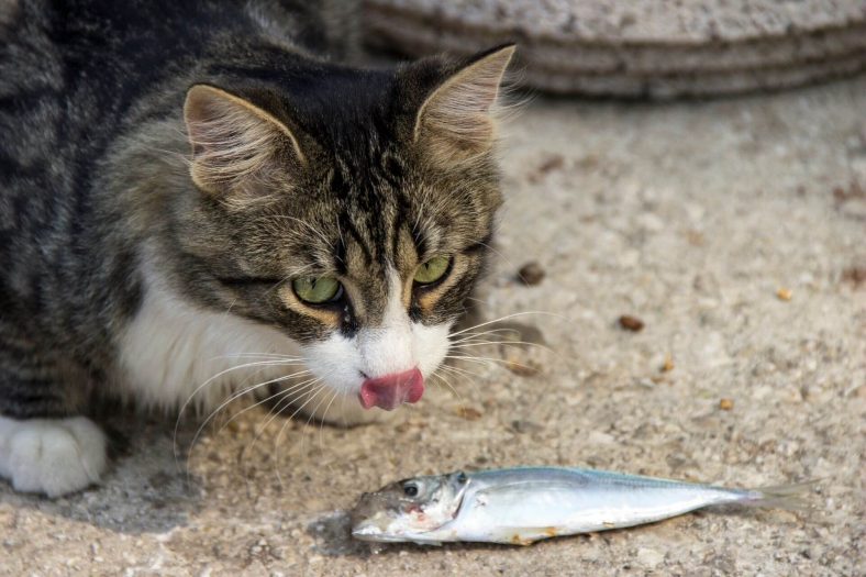 Kedilere Balık Verilir mi?