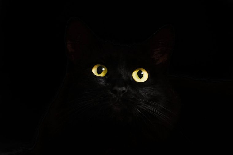 Siyah Kedi Cinsleri