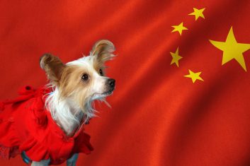 Çin Köpek Cinsleri