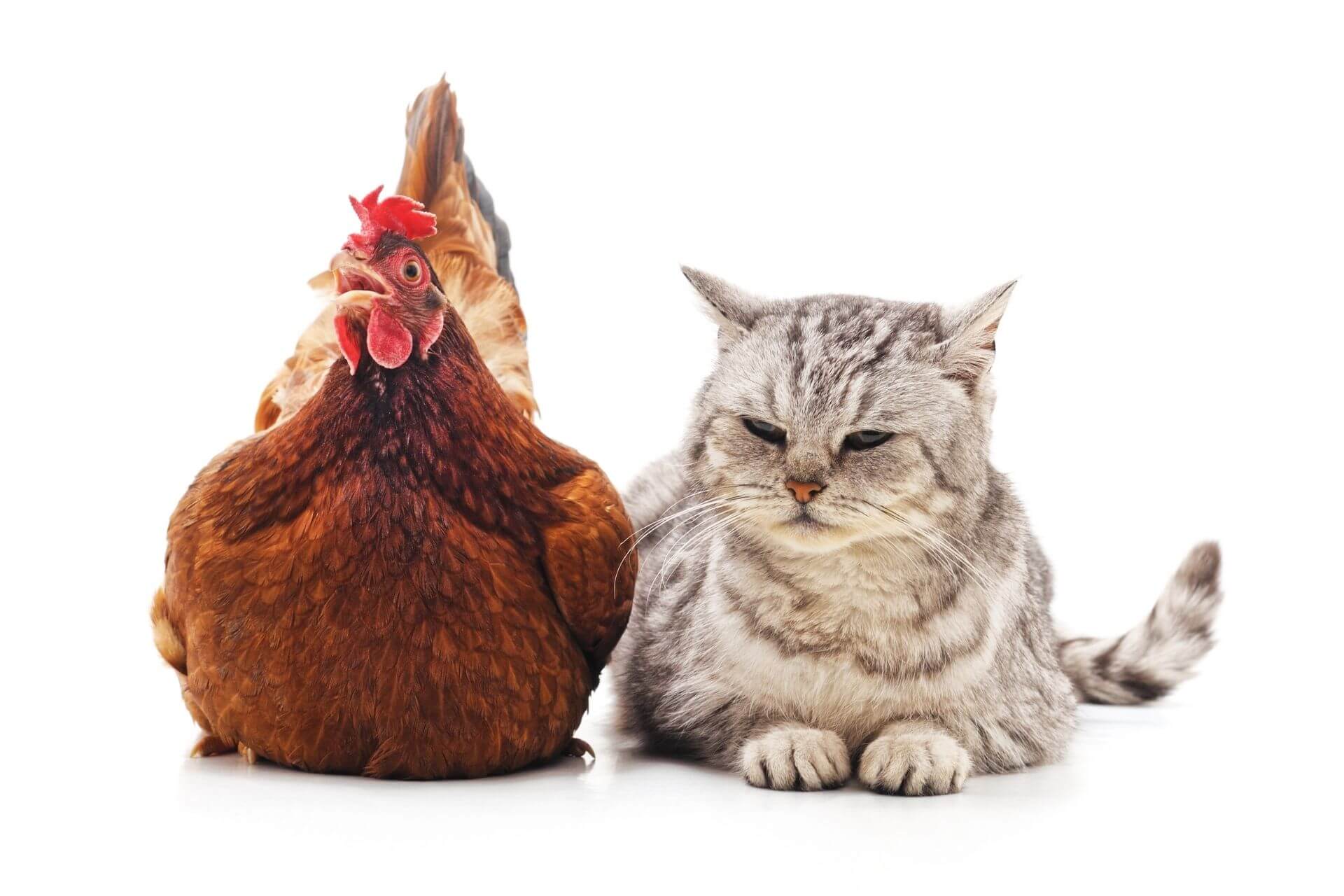 Kedilere Tavuk Verilir Mi Kedi Tavuk Yer Mi Miyavliyo