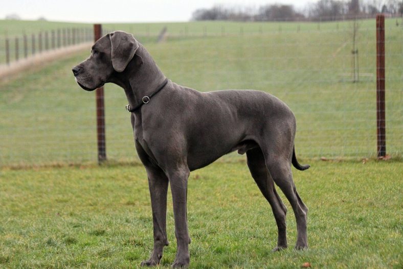 Danua Dünyanın En Büyük Köpeği