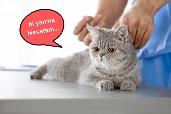 Kedilerde İç Parazit Aşısı Yan Etkileri