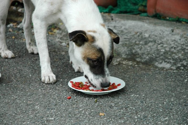 Köpekler Ne İle Beslenir?