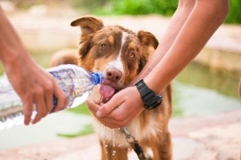 Köpekler Soğuk Su İçebilir Mi?