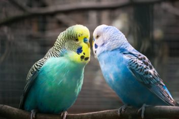 Muhabbet Kuşları Hakkında 25 İlginç Bilgi