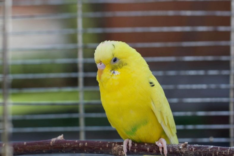 Sarı Renk Muhabbet Kuşu