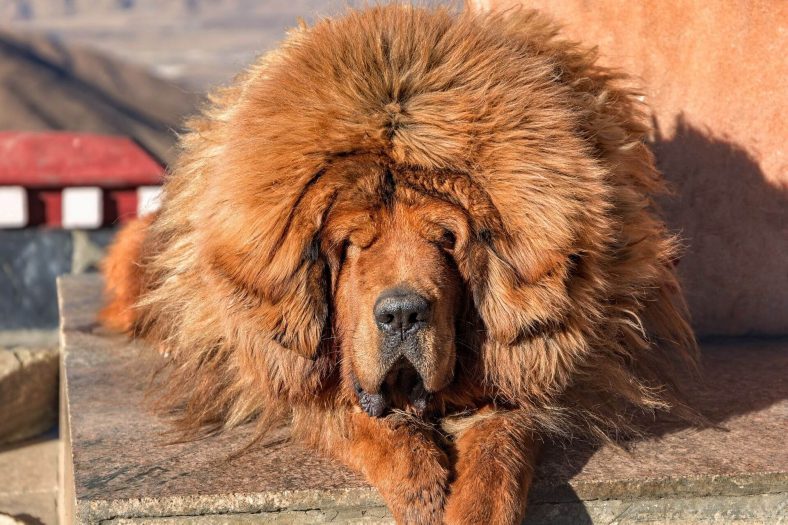 Tibet Mastifi