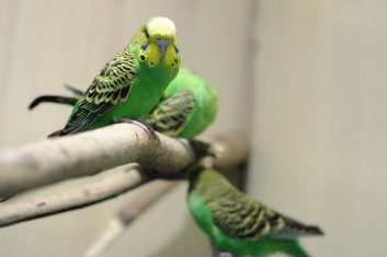 Yeşil Muhabbet Kuşu İsimleri
