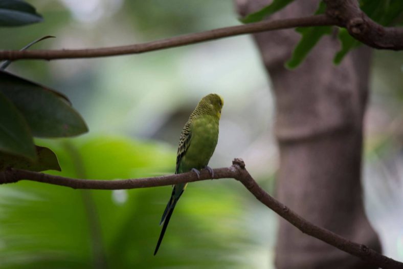 Yeşil Renk Muhabbet Kuşu