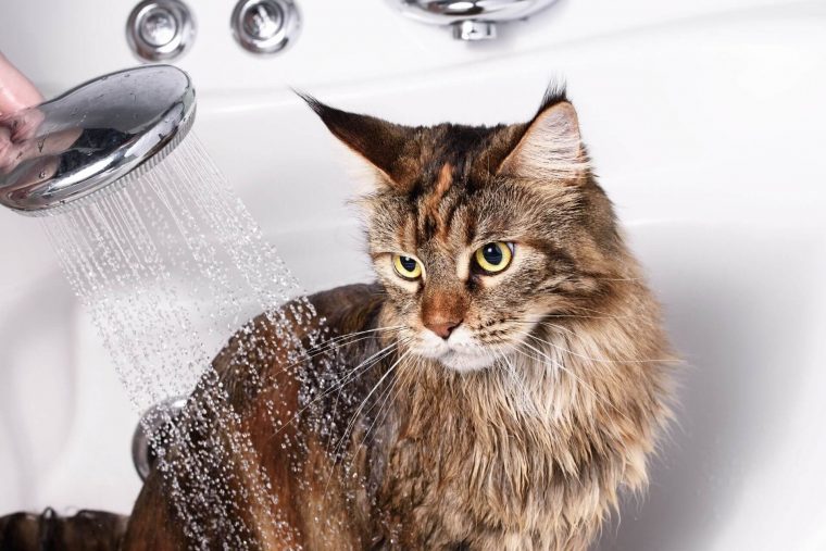 Kediler Neden Suyu Sevmez?