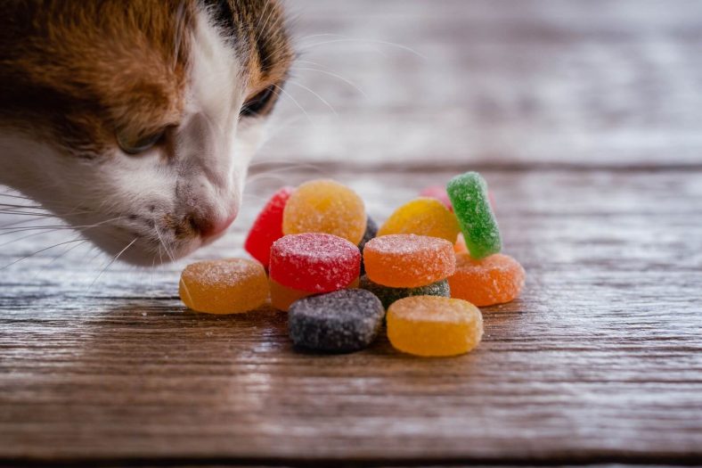 Kedilere Şeker Verilir mi?