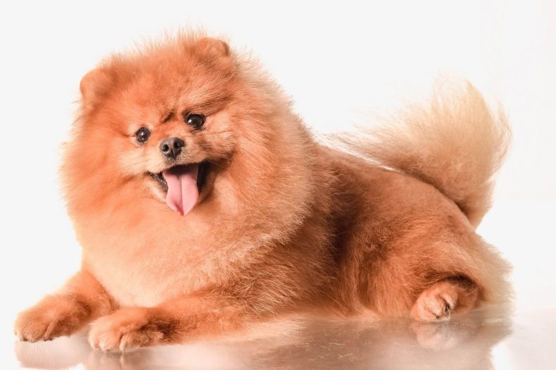 Pomeranian Boo Köpeği