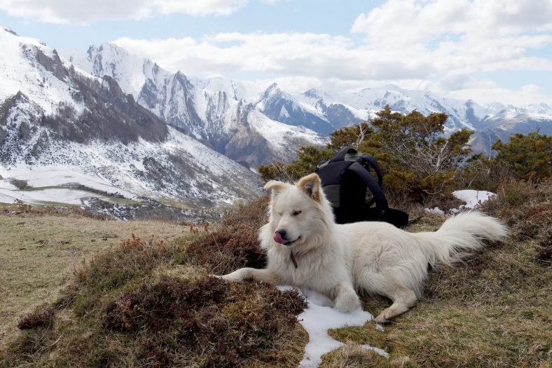 Pyrenees Çoban Köpeği