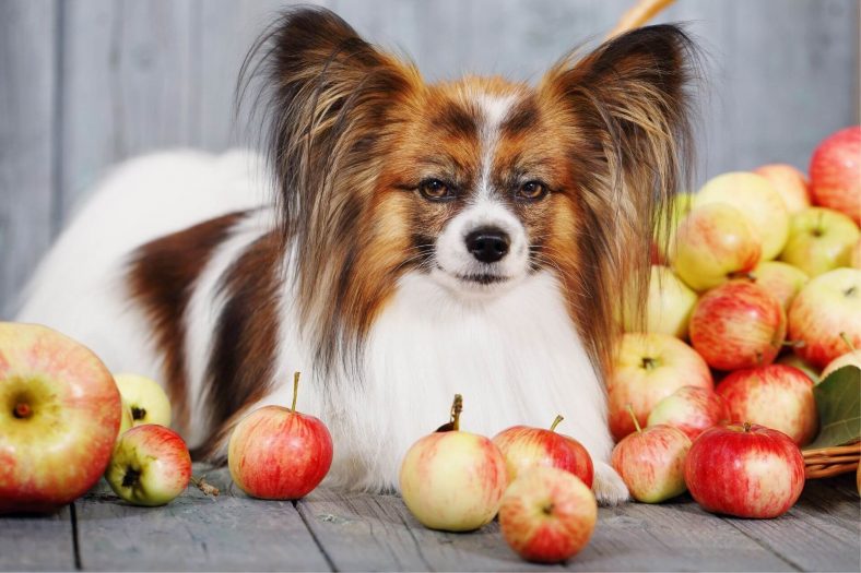 Elma Köpeklere Nasıl Verilmeli?