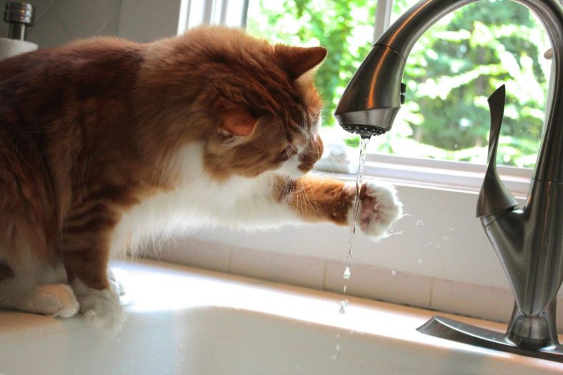 Kedi Su İçmiyor