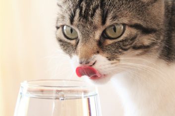 Kedim Su İçmiyor