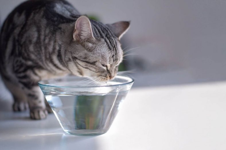 Kedim Yemek Yemiyor Su İçmiyor