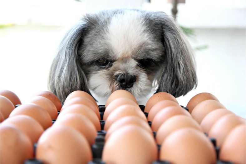 Köpek Yumurta Yemekten Nasıl Vazgeçer?
