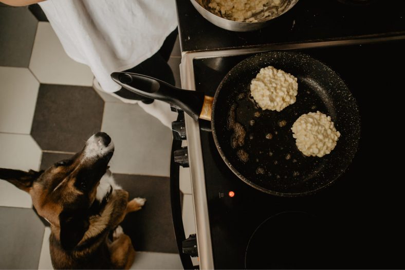 Köpekler Ev Yemeği Yer mi?