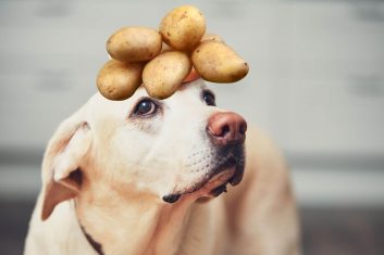 Köpekler Patates Yer mi?