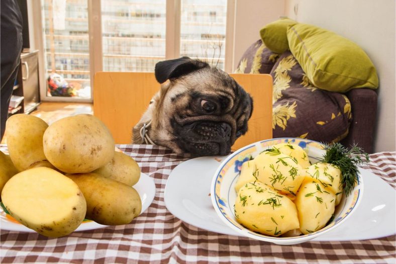 Köpekler Patatesi Nasıl Yiyebilir?