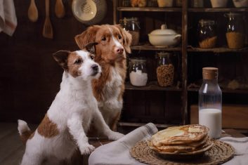 Köpeklere Ev Yemeği Verilir mi?