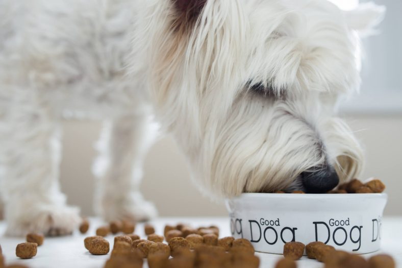 Köpeklere Günde Kaç Öğün Yemek Verilmeli?