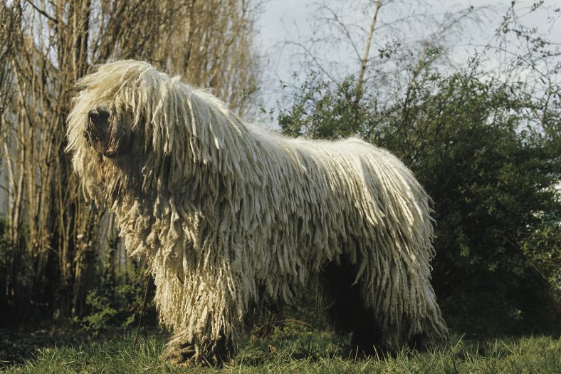 Macar Çoban Köpeği