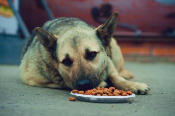 Sokak Köpeklerinin Yediği Yiyecekler